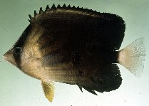tn_Chbla_u1.jpg