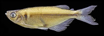 Image of Chrysobrycon calamar 