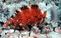 Image of Cheilinus chlorourus (Floral wrasse)