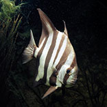 Image of Chaetodipterus faber (Atlantic spadefish)
