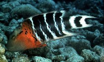 Image of Concholabrus fasciatus (Redbreasted wrasse)