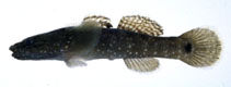 Image of Chaenogobius gulosus 