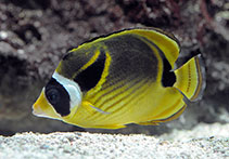 Image of Chaetodon lunula (Raccoon butterflyfish)