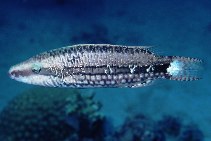 Image of Oxycheilinus mentalis (Mental wrasse)