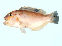 Image of Choerodon monostigma (Darkspot tuskfish)