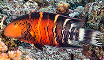 Image of Concholabrus quinquecinctus (Whitebarred wrasse)