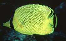 Image of Chaetodon rafflesii (Lattice butterflyfish)
