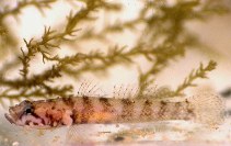 Image of Chromogobius zebratus (Kolombatovic\