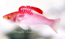 Image of Cirrhilabrus adornatus (Red-fin fairy wrasse)