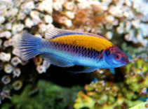 Image of Cirrhilabrus aurantidorsalis (Orangeback fairy-warsse)