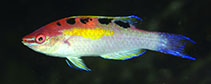 Image of Cirrhilabrus cenderawasih (Cenderawasih wrasse)
