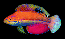 Image of Cirrhilabrus katoi 
