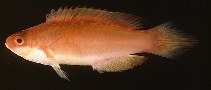 tn_Cilan_u0.jpg