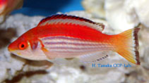 Image of Cirrhilabrus marjorie (Marjorie\
