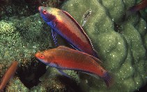 Image of Cirrhilabrus punctatus (Dotted wrasse)