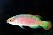 Image of Cirrhilabrus rubrimarginatus (Red-margined wrasse)