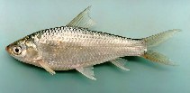 Image of Henicorhynchus siamensis (Siamese mud carp)