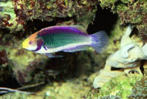 Image of Cirrhilabrus solorensis (Red-eye wrasse)