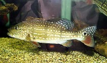 Image of Cichla temensis (Speckled pavon)