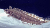 Image of Clinitrachus argentatus (Cline)