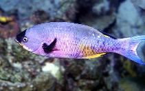 Image of Bodianus parrae (Creole wrasse)