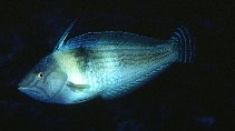 tn_Cobal_m0.jpg