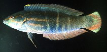 Image of Coris dorsomacula (Pale-barred coris)