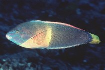 Image of Coris gaimard (African coris)
