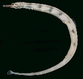 Image of Corythoichthys haematopterus (Messmate pipefish)