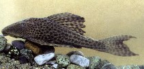 Image of Hypostomus hondae 
