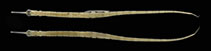tn_Coqua_m1.jpg