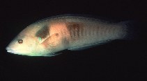 tn_Cosan_u0.jpg