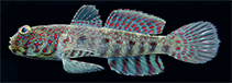 Image of Cryptocentrus altipinna (Highfin shrimpgoby)