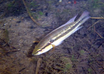 Image of Crenicichla lepidota (Pike cichlid)