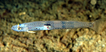Image of Crystallogobius linearis (Crystal goby)