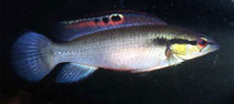 Image of Crenicichla proteus 
