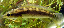 Image of Crenicichla scottii 