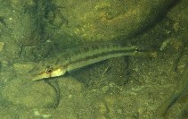 Image of Crenicichla vittata (Lateral striped pike cichlid)