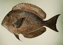 tn_Ctmar_u1.jpg