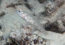 Image of Ctenogobiops mitodes (Thread shrimpgoby)
