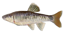 Image of Cyprinella callistia (Alabama shiner)