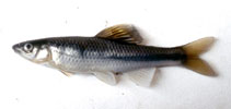 Image of Cyprinella nivea (Whitefin shiner)