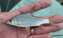 Image of Anematichthys repasson 