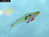 Image of Danionella cerebrum 