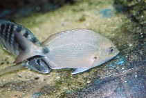 Image of Diplodus argenteus (South American silver porgy)