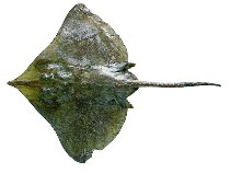 Image of Dipturus bullisi (Bullis skate)