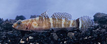 Image of Marcelogobius helenae (Helen\