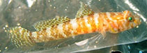 tn_Dijan_m1.jpg
