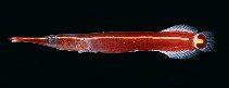 tn_Dilin_u0.jpg