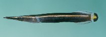 tn_Dilin_u5.jpg